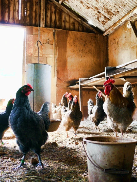 A group of chickens in a shed