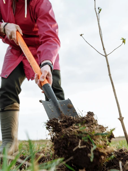 A person digging a hole to plant a tree