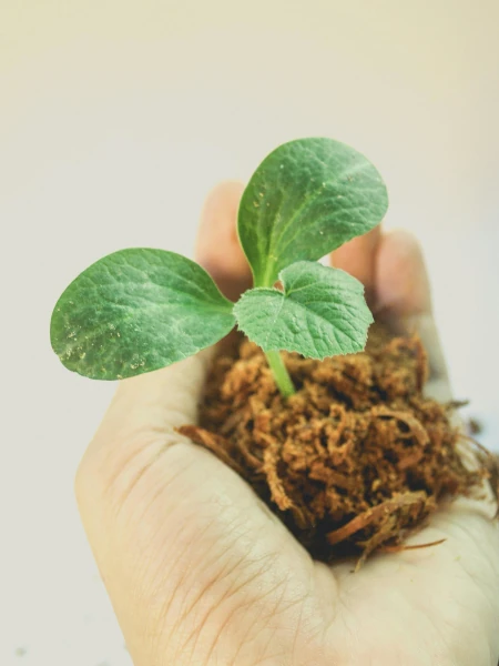 Person holding a seedling